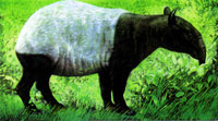 Schabrackentapir- Saeuger des Dschungels Schabrackentapir- Saeuger des Dschungels